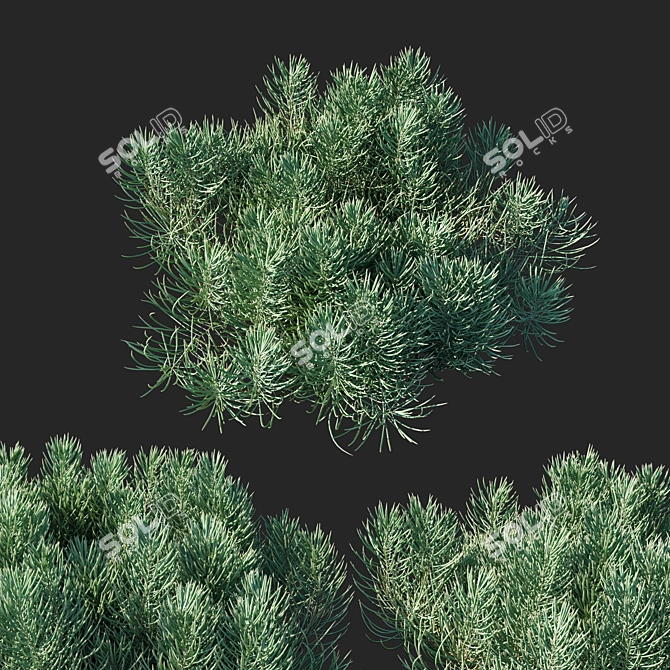 Sleek Succulent Senecio Cylindricus 3D model image 2