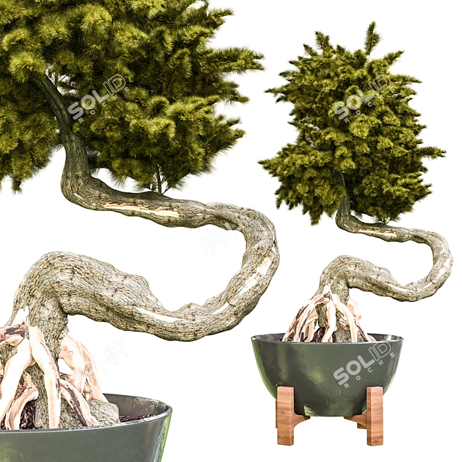 Bonsai Vol. 09 3D Model 3D model image 1