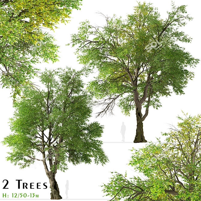 Oregon Ash Tree Set - 2 Majestic Fraxinus latifolia 3D model image 1