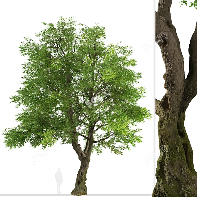 Oregon Ash Tree Set - 2 Majestic Fraxinus latifolia 3D model image 2