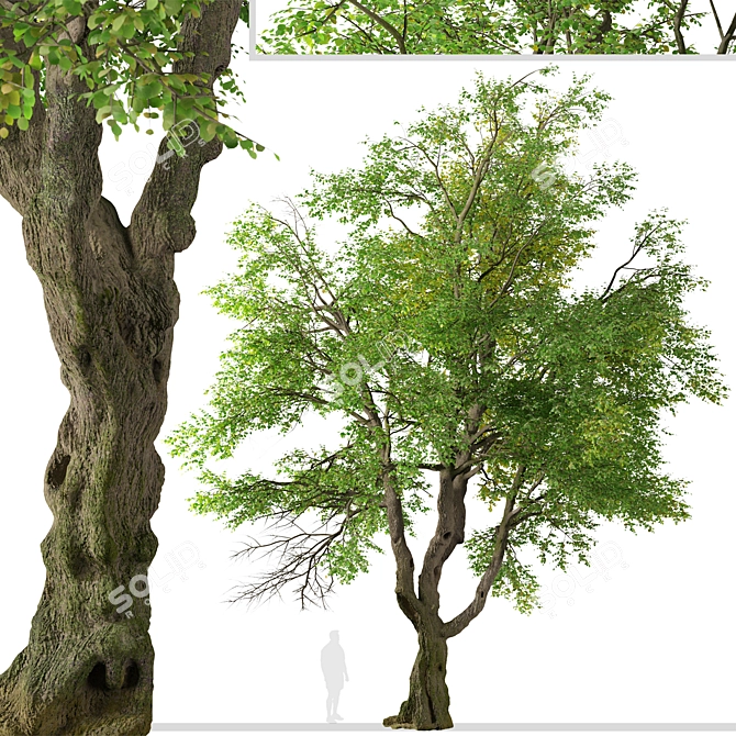 Oregon Ash Tree Set - 2 Majestic Fraxinus latifolia 3D model image 4