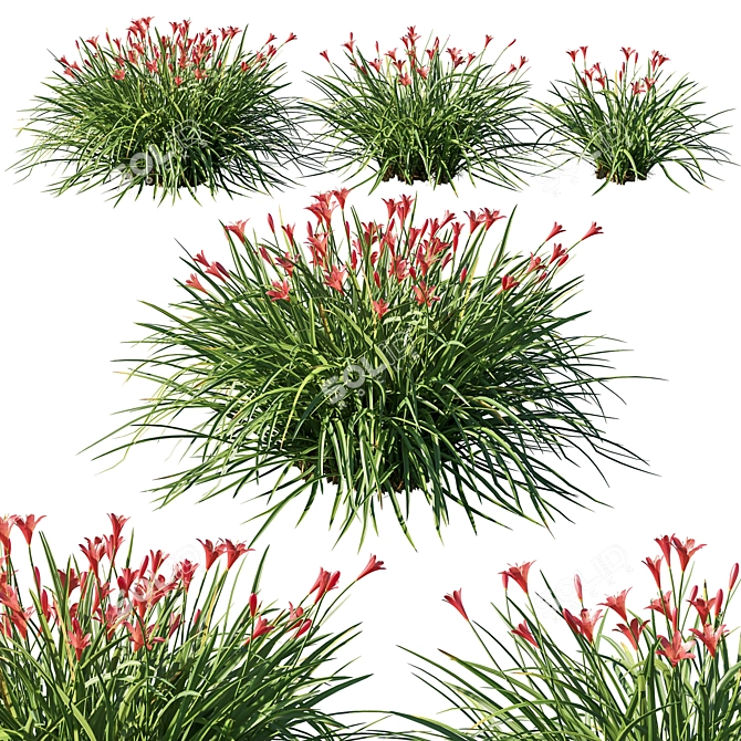 Vibrant Red Zephyranthes Sulphurea 3D model image 1