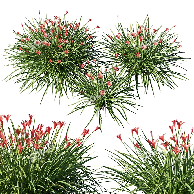 Vibrant Red Zephyranthes Sulphurea 3D model image 2