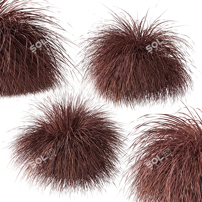 Lush New Zealand Hair Sedge: Trio of Cascading Carex Comans Plants 3D model image 3