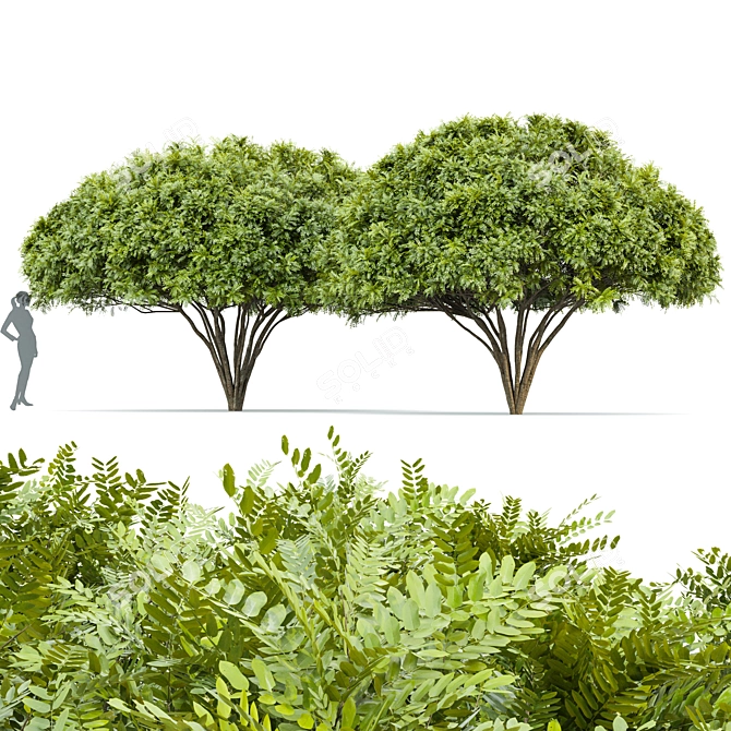 Palo Verde 2 Trees: 4.2m Height, High-Quality Materials, 995k Polygons 3D model image 1