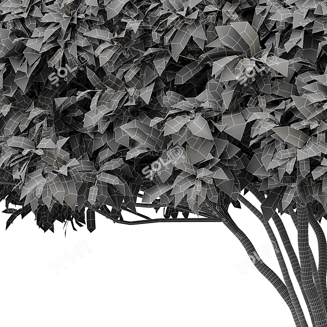 Palo Verde 2 Trees: 4.2m Height, High-Quality Materials, 995k Polygons 3D model image 4