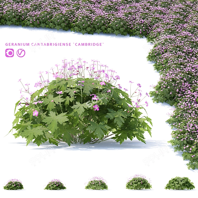 Geranium Macrorrhizum Bushes - Various Sizes & Textures 3D model image 1