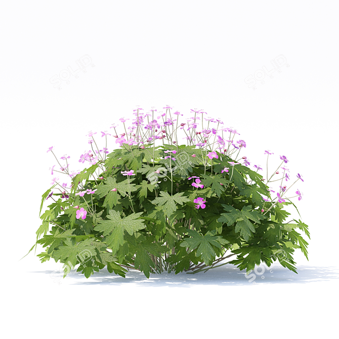 Geranium Macrorrhizum Bushes - Various Sizes & Textures 3D model image 2