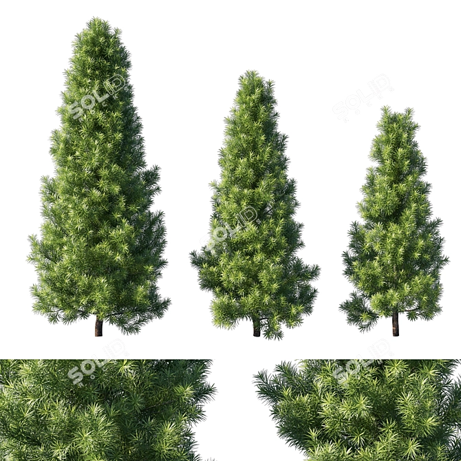 Exquisite Podocarpus Macrophyllus Tree 3D model image 1