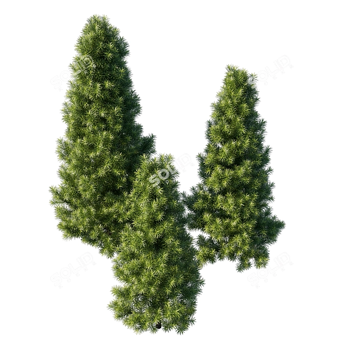 Exquisite Podocarpus Macrophyllus Tree 3D model image 2