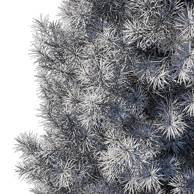 Exquisite Podocarpus Macrophyllus Tree 3D model image 3