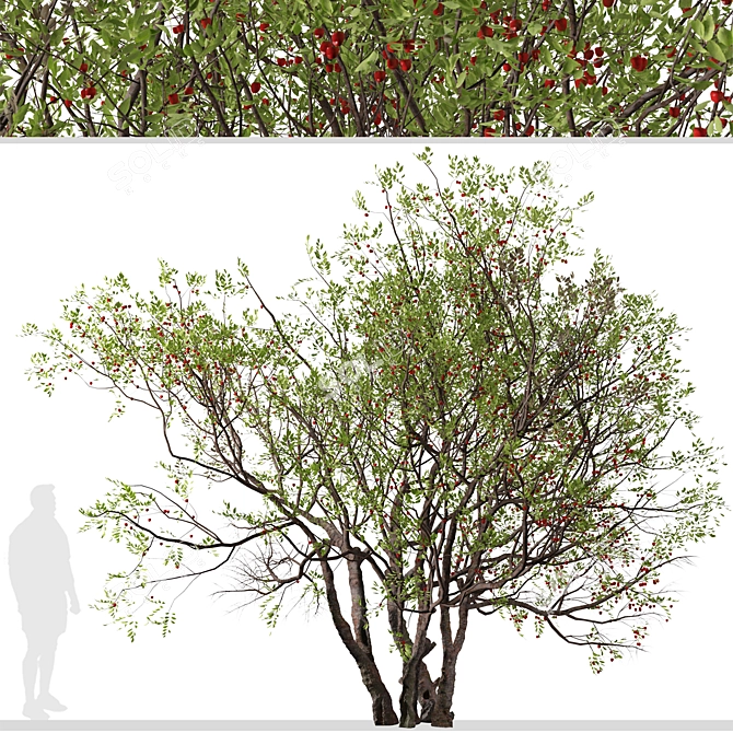 Juicy Bitter Cherry Tree Set (2 Trees) 3D model image 2