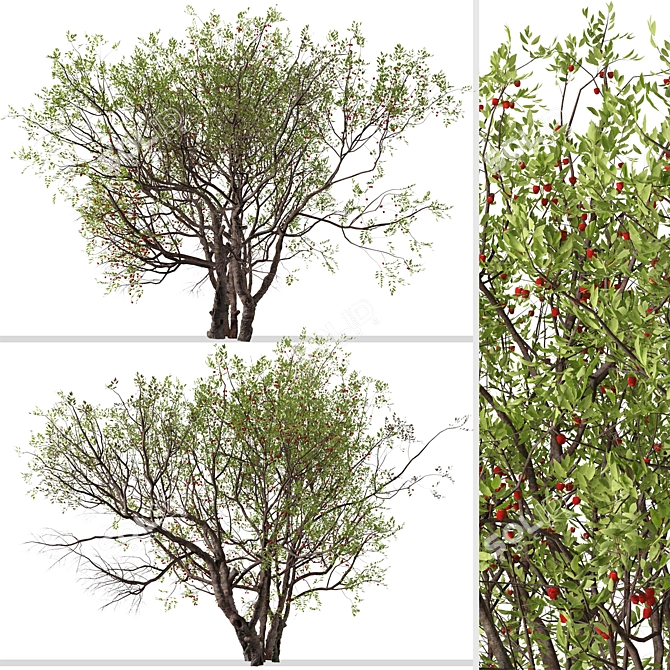 Juicy Bitter Cherry Tree Set (2 Trees) 3D model image 4