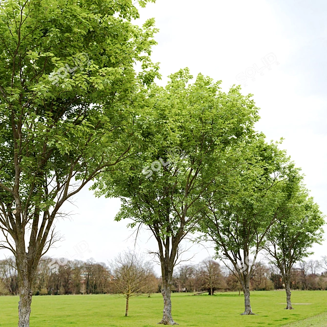 Dutch Elm Tree: Height 12m 3D model image 2