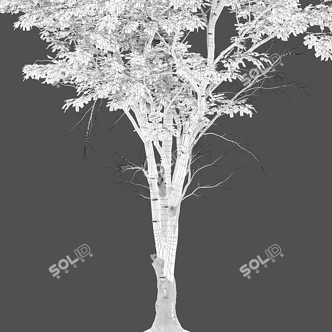 Dutch Elm Tree: Height 12m 3D model image 4