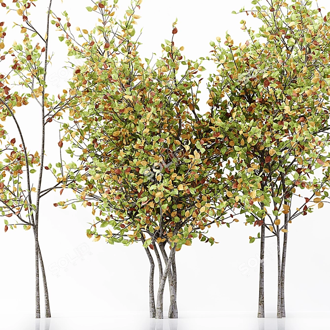 Elegant 3D Tree for Stunning Renders 3D model image 2