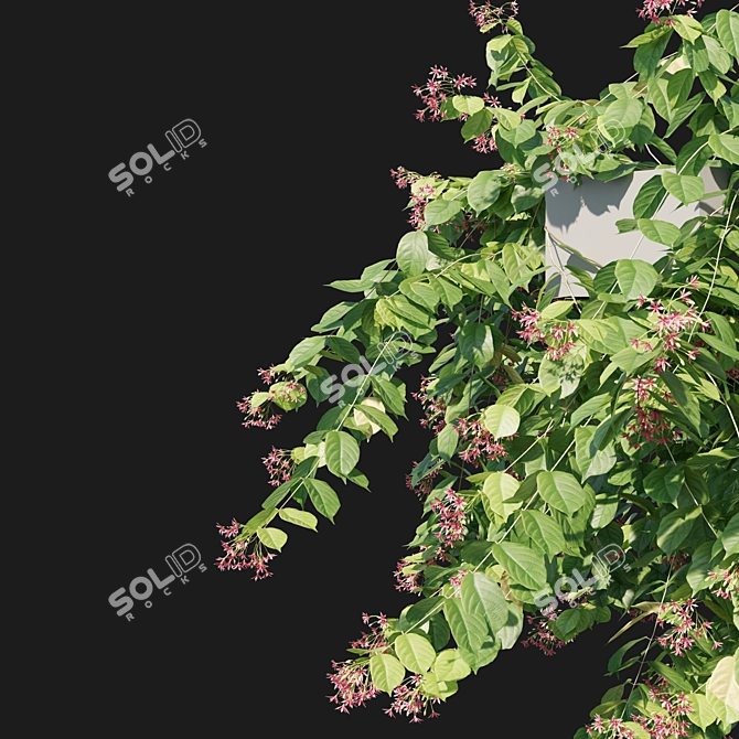 Combretum Indicum 05: 3D Model in MM (2013) 3D model image 3