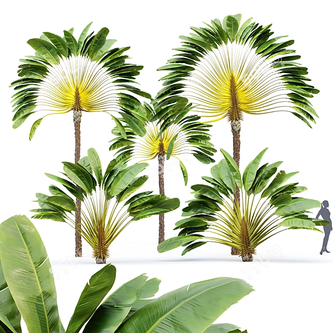 Ravenala Madagascariensis Travelers Palm - 5 Exquisite Trees 3D model image 1