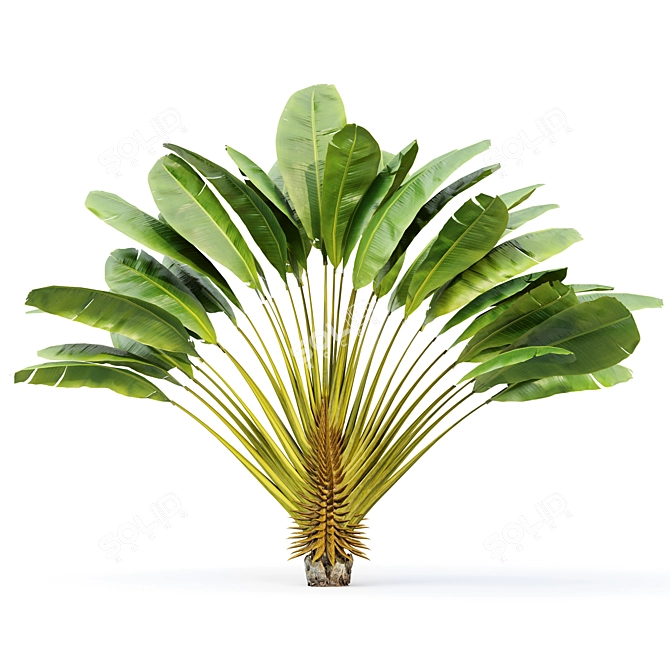 Ravenala Madagascariensis Travelers Palm - 5 Exquisite Trees 3D model image 3