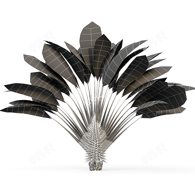 Ravenala Madagascariensis Travelers Palm - 5 Exquisite Trees 3D model image 5