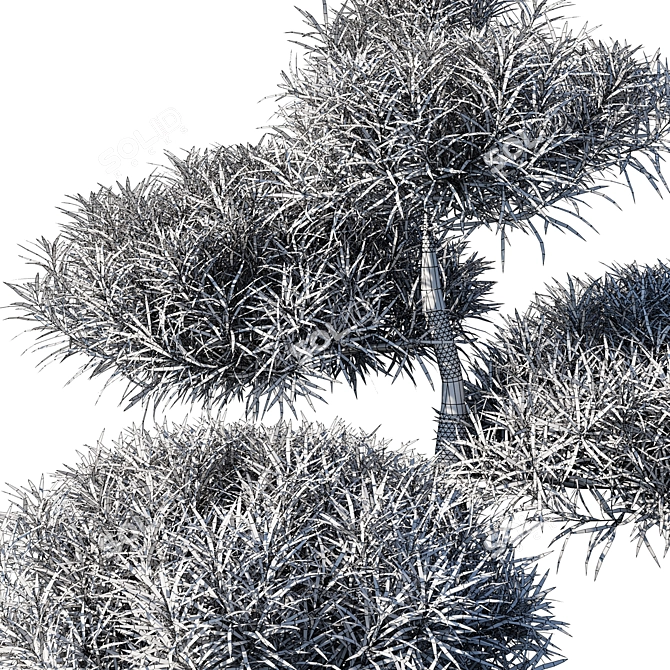 Macro Podocarpus - 2013 3D Model 3D model image 2