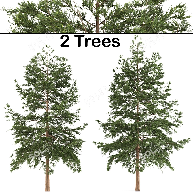 Japanese Larch Tree Duo 3D model image 1