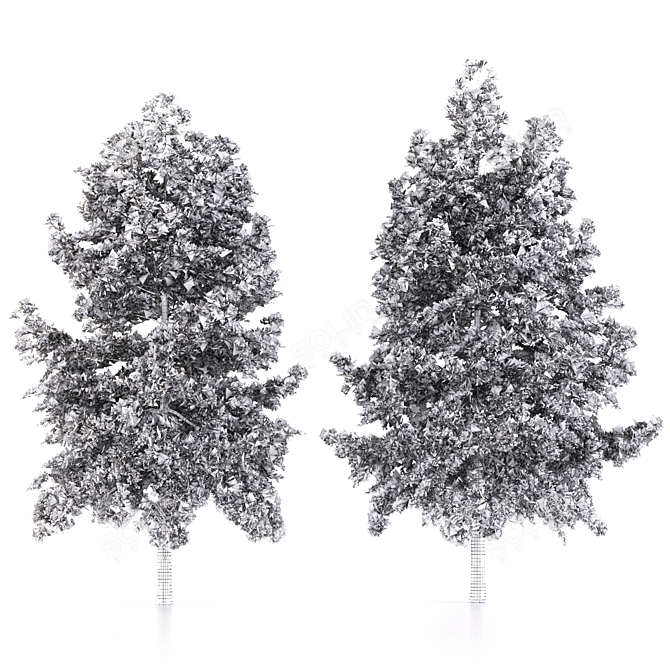 Japanese Larch Tree Duo 3D model image 3