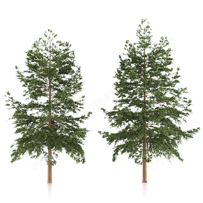 Japanese Larch Tree Duo 3D model image 4