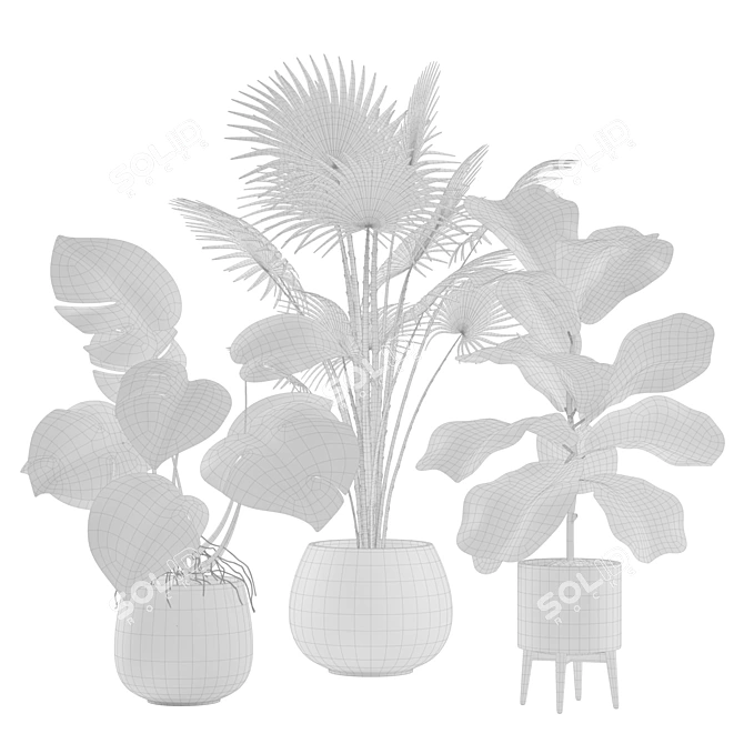 Tropical Indoor Plant Set 3D model image 2