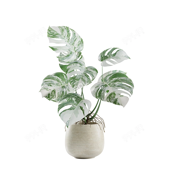Tropical Indoor Plant Set 3D model image 5