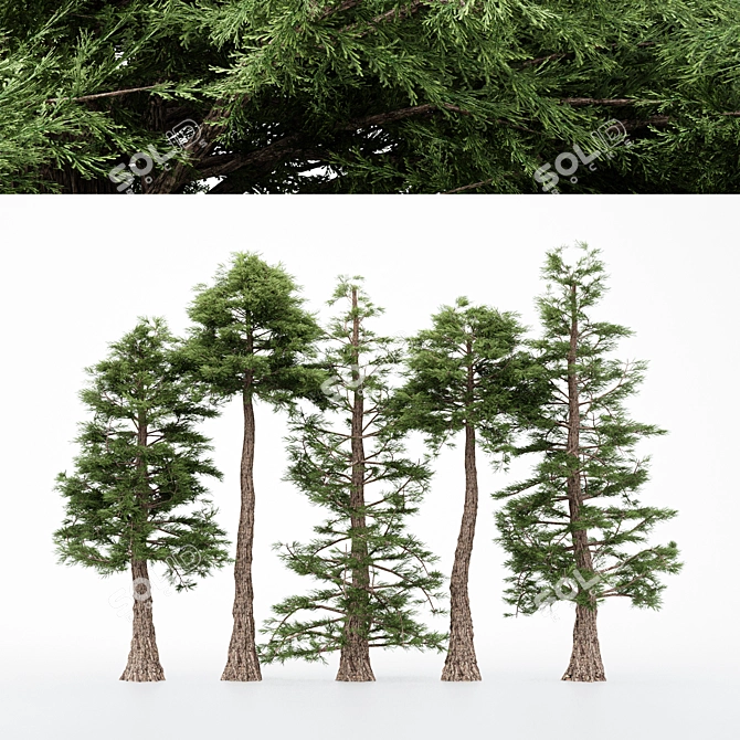 5 Different Western Red Cedar Trees 3D model image 1