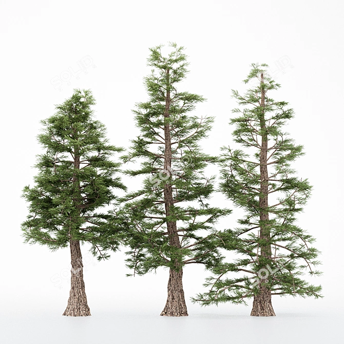 5 Different Western Red Cedar Trees 3D model image 2