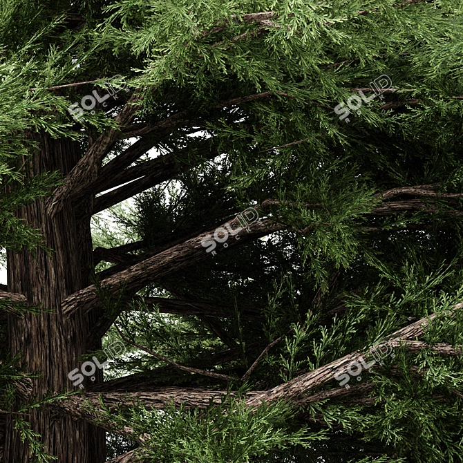 5 Different Western Red Cedar Trees 3D model image 3