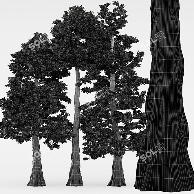 5 Different Western Red Cedar Trees 3D model image 4