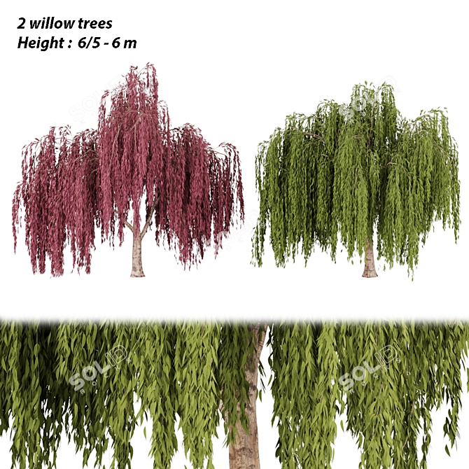 Willow Trees Collection, Vol. 23: Stunning and Lifelike 3D model image 1