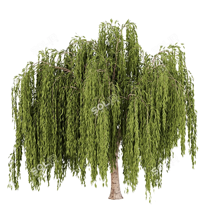 Willow Trees Collection, Vol. 23: Stunning and Lifelike 3D model image 3
