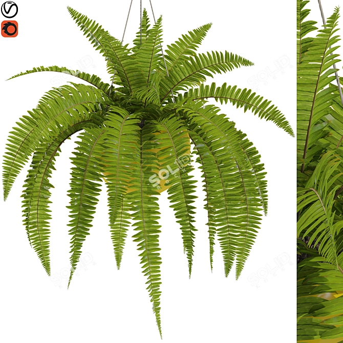 Botanical Bliss Collection 3D model image 1