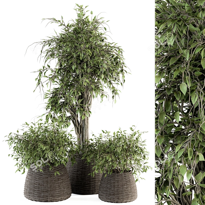 Green Oasis Indoor Plant Set 3D model image 1