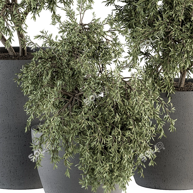 275 Outdoor Plants - Concrete Pot 3D model image 3