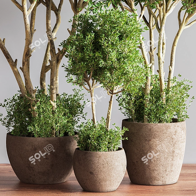 Lush Indoor Greenery Set 3D model image 4