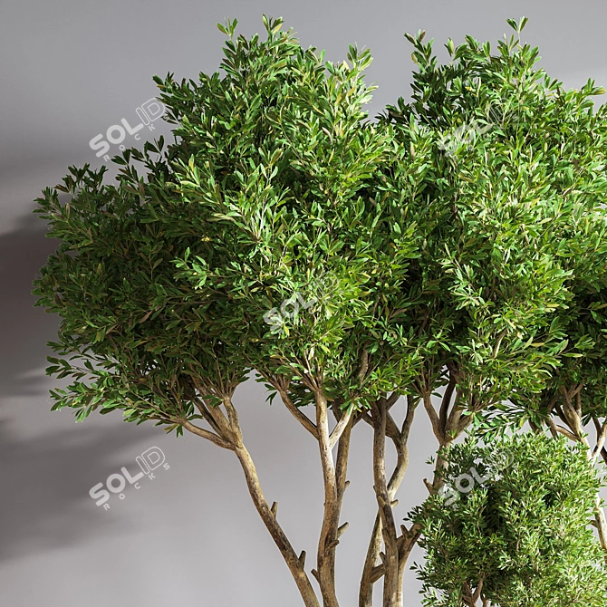 Lush Indoor Greenery Set 3D model image 6