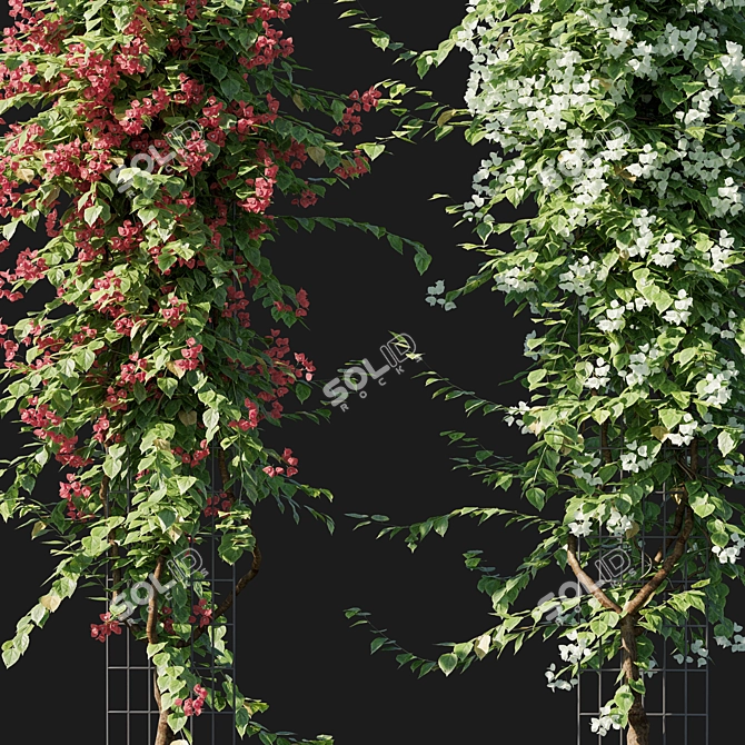Bougainvillea 09: Versatile 3D Floral Model 3D model image 3