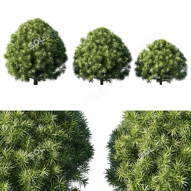 Podocarpus 03: 3D Model for 3Ds Max 3D model image 1