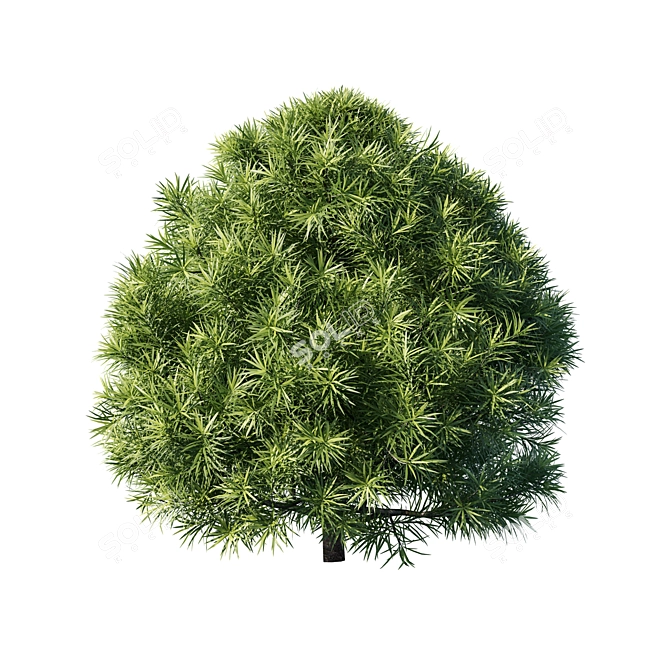 Podocarpus 03: 3D Model for 3Ds Max 3D model image 3