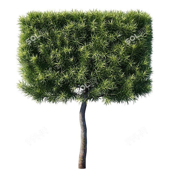 Lush Podocarpus Macrophyllas 03 3D model image 2