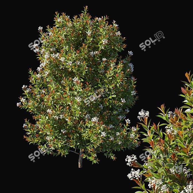 Red Robin Photinia: Compact and Vibrant Garden Shrub 3D model image 1