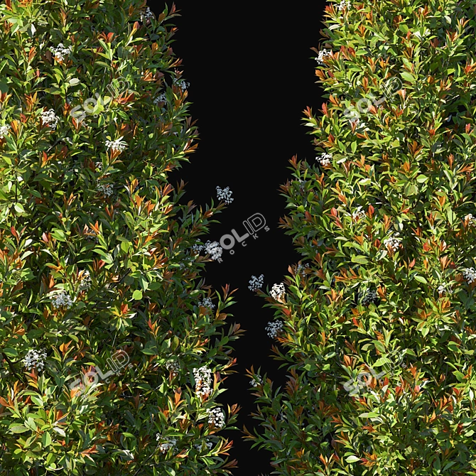 Compact Photinia Fraseri: Little Red Robin 02 3D model image 2