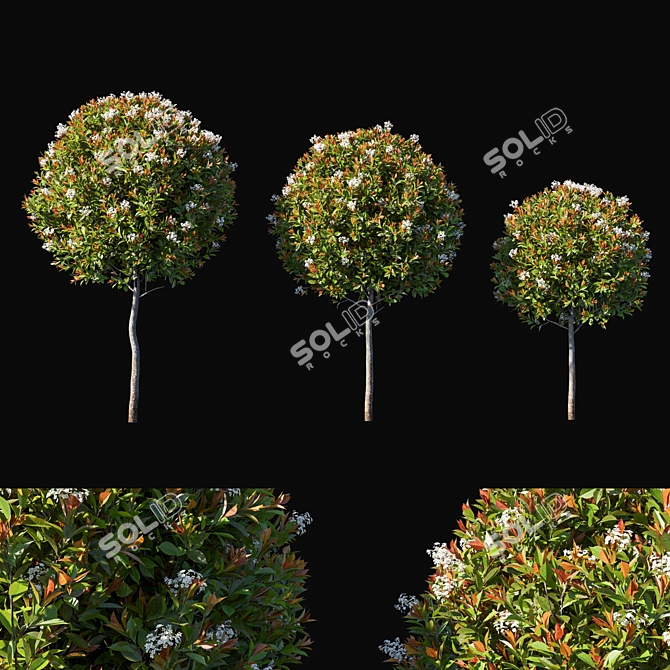 Compact Photinia Fraseri Little Red Robin Bush 3D model image 1