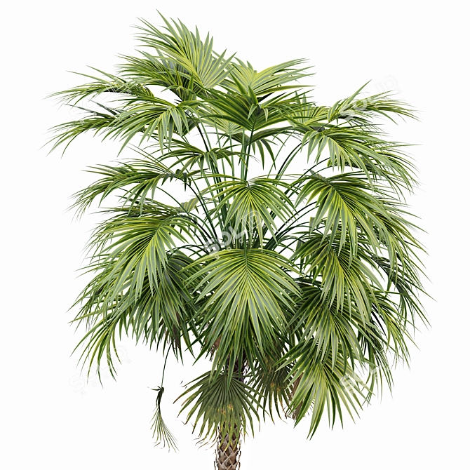 Sabal Palmetto: Versatile Cabbage Palm 3D model image 2