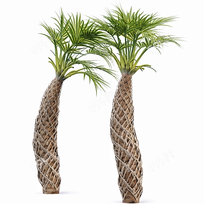 Sabal Palmetto: Versatile Cabbage Palm 3D model image 3